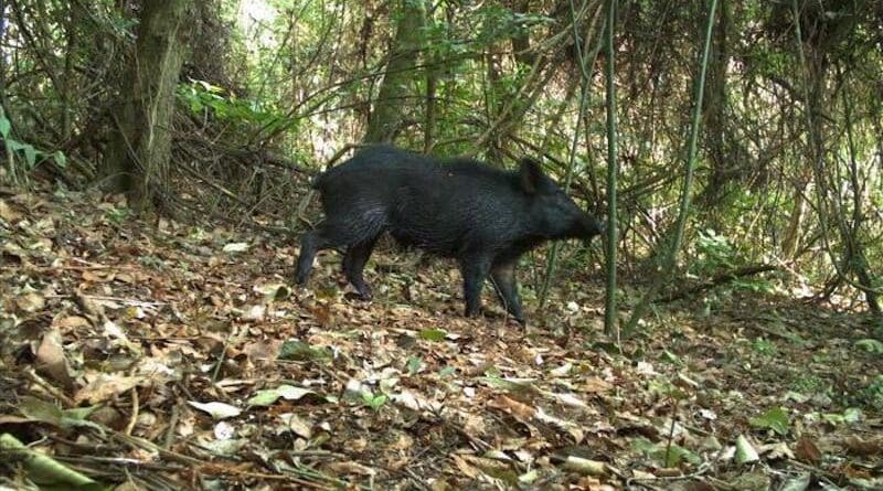 A boar in an area of Cerrado in the northeast of São Paulo state. These exotic mammals are classed as pests, preying on crops and forcing out native species. They are more plentiful in areas of monoculture with scant native vegetation CREDIT: Ecology and Conservation Laboratory/LAEC-FFCLRP-USP