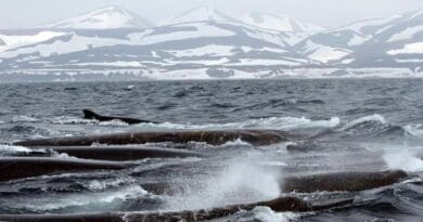 Baird's beaked whales off The Commander Islands CREDIT: Olga Filatova, University of Southern Denmark
