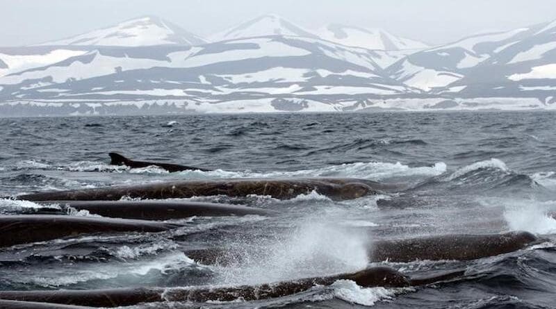 Baird's beaked whales off The Commander Islands CREDIT: Olga Filatova, University of Southern Denmark