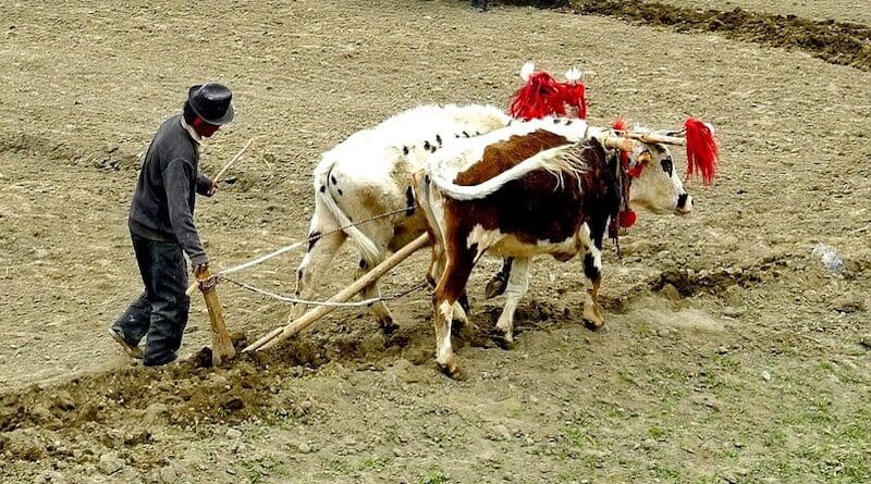 tibet farmer plowing