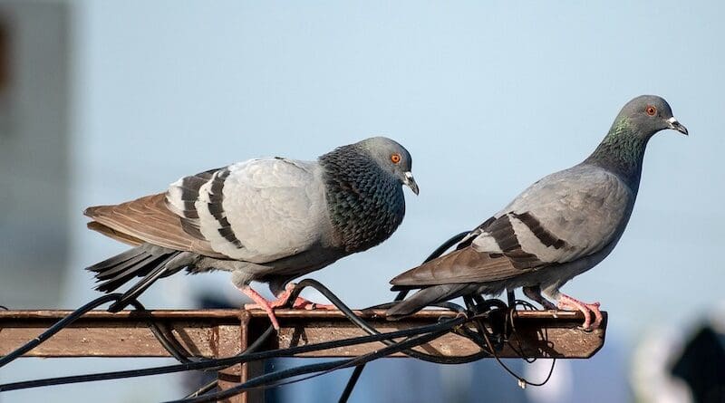 pigeons birds