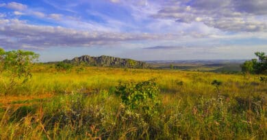 The Cerrado, Brazil. Photo Credit: Angeladepaula, Wikipedia Commons
