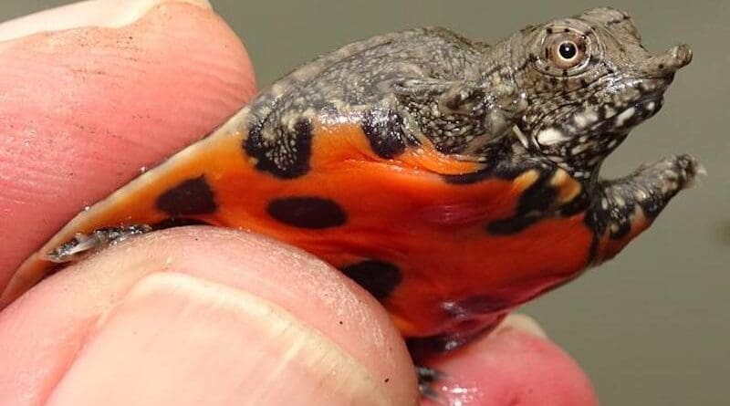One of the bred juvenile soft shell turtles released as part of the program. CREDIT: C. T. Pham and T. Ziegler