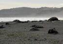 Elephant seals lie dead on a beach in Argentina following an outbreak of avian influenza in the region in 2023. CREDIT: Maxi Jonas