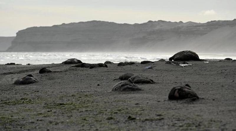 Elephant seals lie dead on a beach in Argentina following an outbreak of avian influenza in the region in 2023. CREDIT: Maxi Jonas