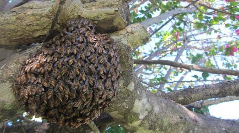 Asian honeybee swarm in Cairns, Queensland. CREDIT: Dr Ros Gloag