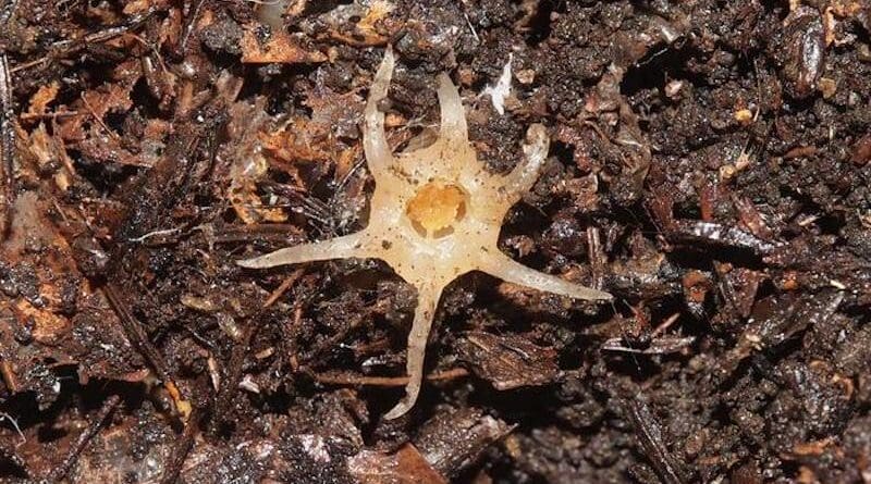 Members of the family Thismiaceae feed on fungal mycelia in the ground. As a consequence, they are often hidden under fallen leaves and only for a brief period produce above-ground flowers that look like glasswork. CREDIT: TAGANE Shuichiro