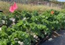 Kale growing at a farm outside Baltimore. CREDIT: Keeve Nachman/Johns Hopkins University