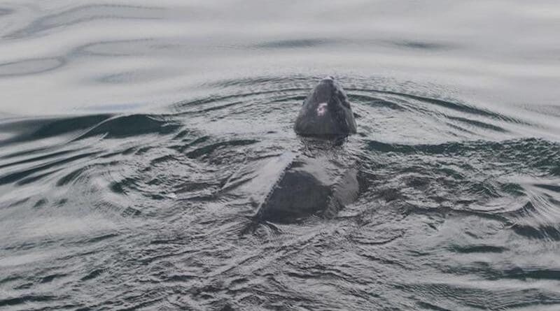 Leatherback sea turtle CREDIT: Image: Heather Haas (NMFS ESA Permit #21233)