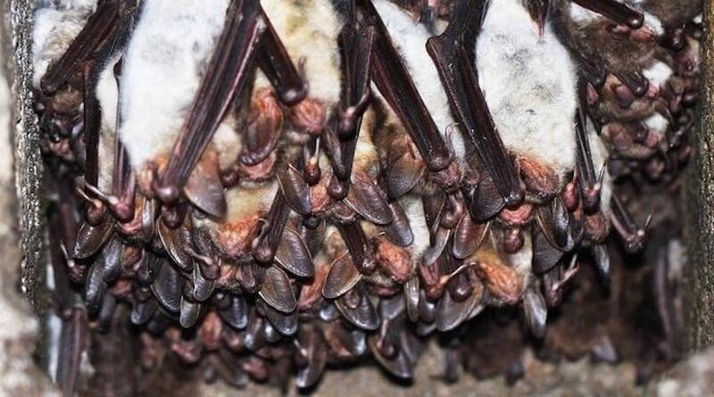 Myotis bats roosting together CREDIT Dr. Nicole Foley/Texas A&M University School of Veterinary Medicine and Biomedical Sciences