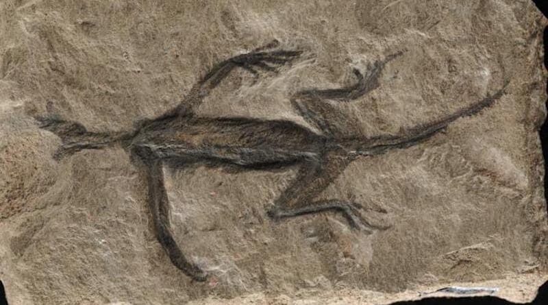 Tridentinosaurus antiquus was discovered in the Italian alps in 1931 and was thought to be an important specimen for understanding early reptile evolution - but has now been found to be, in part a forgery. Its body outline, appearing dark against the surrounding rock, was initially interpreted as preserved soft tissues but is now known to be paint. CREDIT: Dr Valentina Rossi