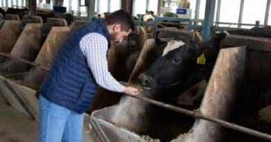 Researcher Leoni Martins, doctoral student in the Department of Animal Science, led a 10-week experiment that included 48 Holstein cows. He is pictured here with a cow in the Penn State Dairy Barns CREDIT: Penn State