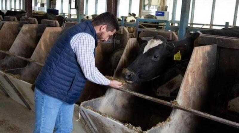 Researcher Leoni Martins, doctoral student in the Department of Animal Science, led a 10-week experiment that included 48 Holstein cows. He is pictured here with a cow in the Penn State Dairy Barns CREDIT: Penn State