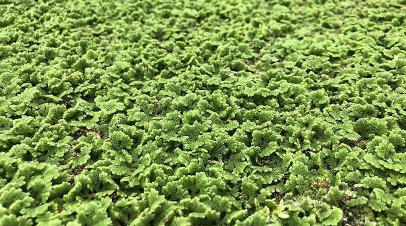 Native to the eastern U.S., Carolina azolla holds excellent potential for use as a fast-growing, short-season crop that requires minimal inputs, upkeep and processing, according to Penn State researchers. The plant — sometimes referred to as mosquito fern, fairy moss and water fern — could be used to increase the food supply. CREDIT: Penn State
