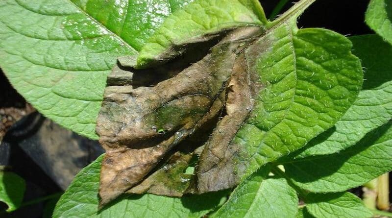 Late blight lesion on a potato leaf. CREDIT: Jean Ristaino, NC State University