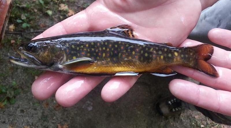 Many fish species, like this brook trout, are predicted to decrease in their size at maturity due to warming waters. CREDIT: Ben Letcher