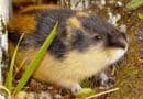 A Norway lemming. Photo Credit: Fährtenleser, Wikipedia Commons