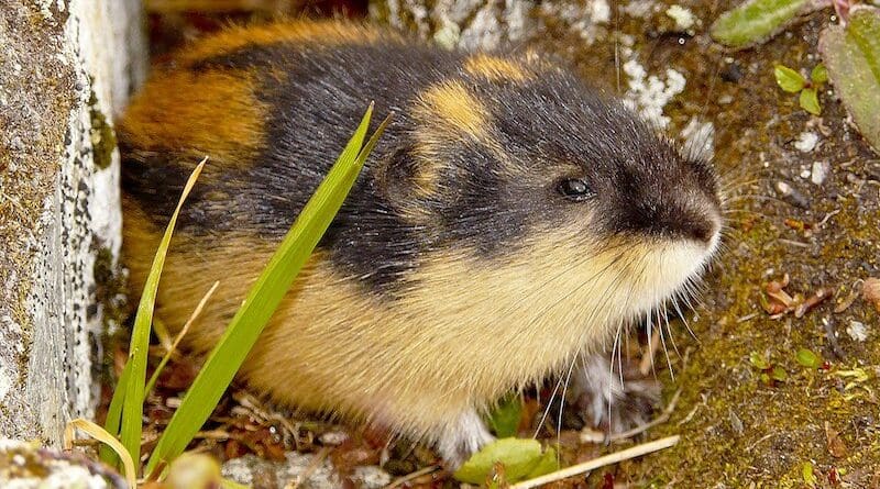 A Norway lemming. Photo Credit: Fährtenleser, Wikipedia Commons