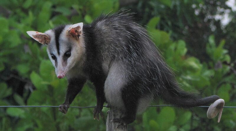 White-eared opossum in Bahia, Brazil. Photo Credit: Alex Popovkin, Wikipedia Commons