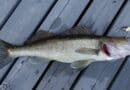 walleye fish