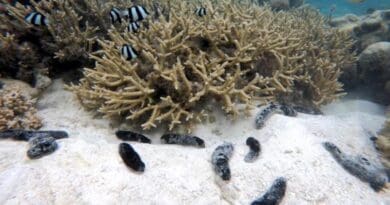 Sea cucumbers with coral and fish in Mo'orea. Photo credit: Cody Clements