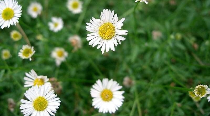 Mexican fleabane (Erigeron karvinskianus) CREDIT: KENPEI via Wikimedia Commons