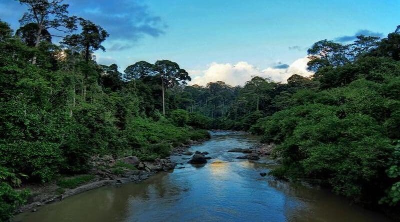 An unlogged tropical forest in Danum Valley, Malaysian Borneo. CREDIT: David Bartholomew