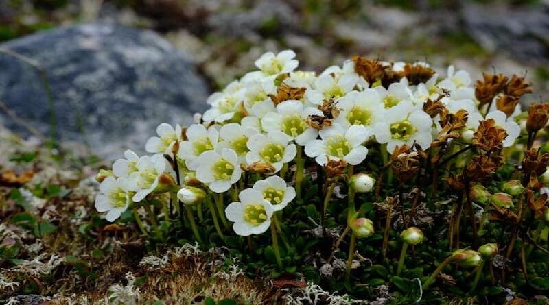 Lapland Diapensia (Diapensia lapponica) CREDIT: Lynn J. Gillespie © Canadian Museum of Nature