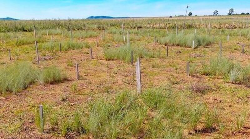 Plots were sown with between zero and eight native grass species. The study was conducted in a former area of pasture taken over by the Chapada dos Veadeiros National Park (Goiás state, Brazil). Its purpose was to analyze the role of biodiversity in resistance to reinvasion of plant communities by exotic species CREDIT: Guilherme Mazzochini