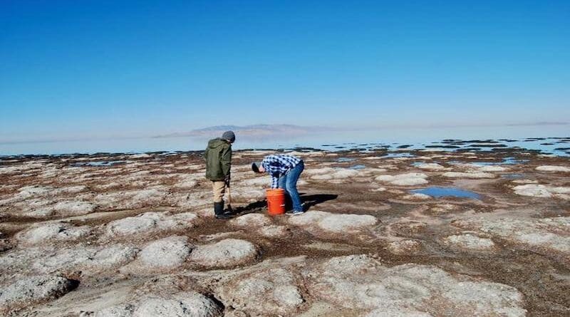 Exposed microbialites in the Great Salt Lake off the north end of Antelope Island. Utah biologists discovered nematodes living in these reef-life structures that cover about a fifth of the lakebed. CREDIT: Brian Maffly, University of Utah
