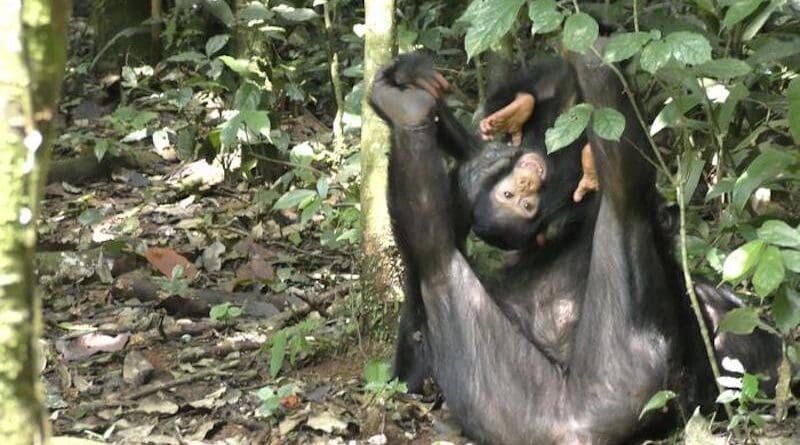 Chimpanzee moms spend a lot of time playing with their children, even when food is scarce CREDIT: Dr. Kris Sabbi, Tufts University