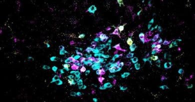 New research published in Science identifies the brain biochemistry and neural circuitry that cause generalized fear experiences. Here, neurons are shown in cyan and retrograde tracers shown in yellow and magenta. CREDIT: Spitzer Lab, UC San Diego