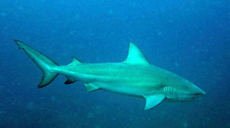 A bull shark. Photo Credit: Chaloklum Diving, Wikipedia Commons