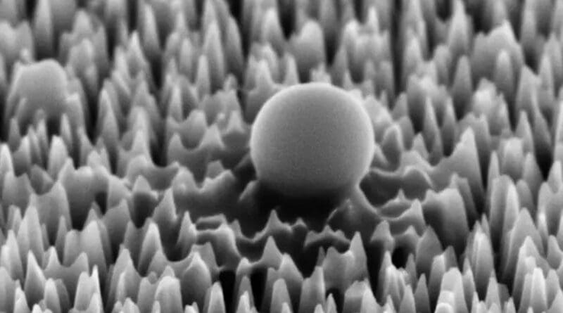 A virus cell on the nano spiked silicon surface, magnified 65,000 times. After 1 hour it has already begun to leak material. CREDIT: RMIT
