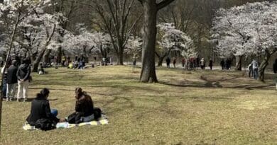 City residents enjoy the cherry blossoms in early spring at High Park, a popular park in downtown Toronto, demonstrating the recreational value of urban nature. CREDIT: Scott MacIvor, CC-BY 4.0