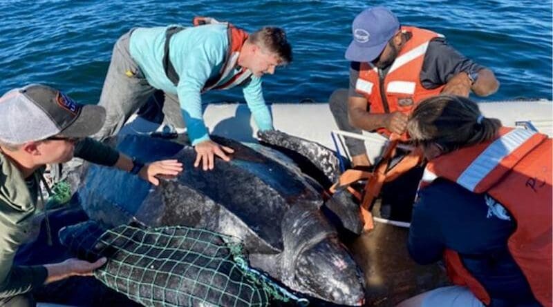 The field team, Mitch Rider, Chris Sasso, Samir Patel, and Emily Christiansen with a leatherback turtle. Credit: NOAA Fisheries (Permit #21233)