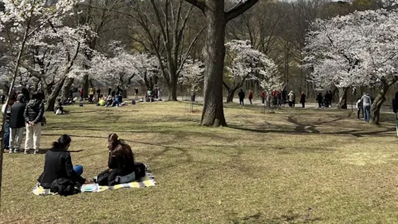 City residents enjoy the cherry blossoms in early spring at High Park, a popular park in downtown Toronto, demonstrating the recreational value of urban nature. CREDIT: Scott MacIvor, CC-BY 4.0