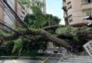 According to the researchers, São Paulo city sees some 2,000 street tree failures per year. The statistic excludes parks and environmental protection areas CREDIT: EBC