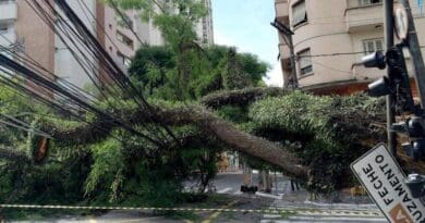 According to the researchers, São Paulo city sees some 2,000 street tree failures per year. The statistic excludes parks and environmental protection areas CREDIT: EBC