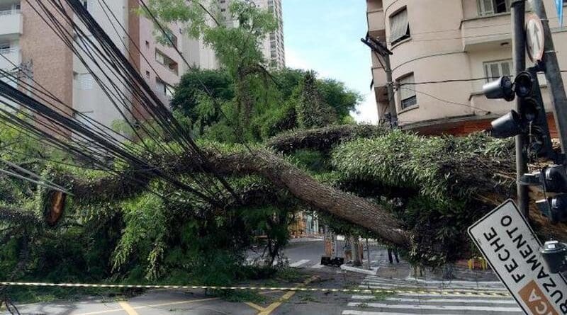 According to the researchers, São Paulo city sees some 2,000 street tree failures per year. The statistic excludes parks and environmental protection areas CREDIT: EBC