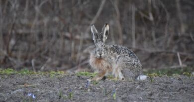 A brown hare Photo: erviunnasranta