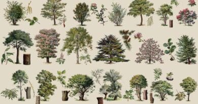 Researchers demonstrate that the simplest way to measure diversity in eastern U.S. forests is also the best way to assess its health and productivity, creating a straightforward roadmap for conservation efforts. CREDIT: Adolphe Millot, Larousse du XXème siècle 1932