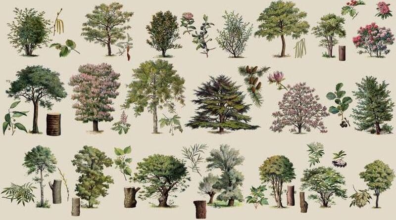 Researchers demonstrate that the simplest way to measure diversity in eastern U.S. forests is also the best way to assess its health and productivity, creating a straightforward roadmap for conservation efforts. CREDIT: Adolphe Millot, Larousse du XXème siècle 1932