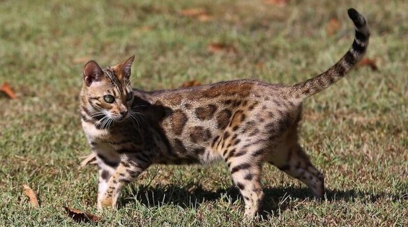 A Bengal cat with glitter fur trait. CREDIT: Anthony Hutcherson