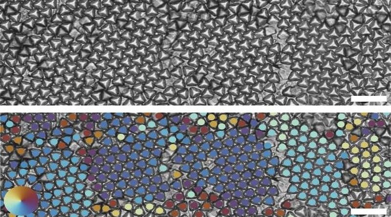 Optical images of truncated tetrahedrons forming multiple hexagonal grains (top). Bond order analysis shows different hexagonal grains through different colors (bottom). Neighboring tetrahedrons that have the same color indicate that they have the same grain orientation. Scale bar is 20 um. Image credit: David Doan & John Kulikowski