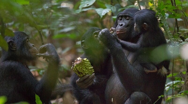 Bonobos eating together. Photo: Christian Ziegler, Max-Planck-Institut für Verhaltensbiologie