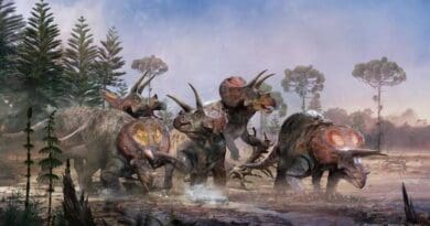 A heard of Triceratops horridus walking through a Cretaceous swamp. CREDIT: Bart Bus