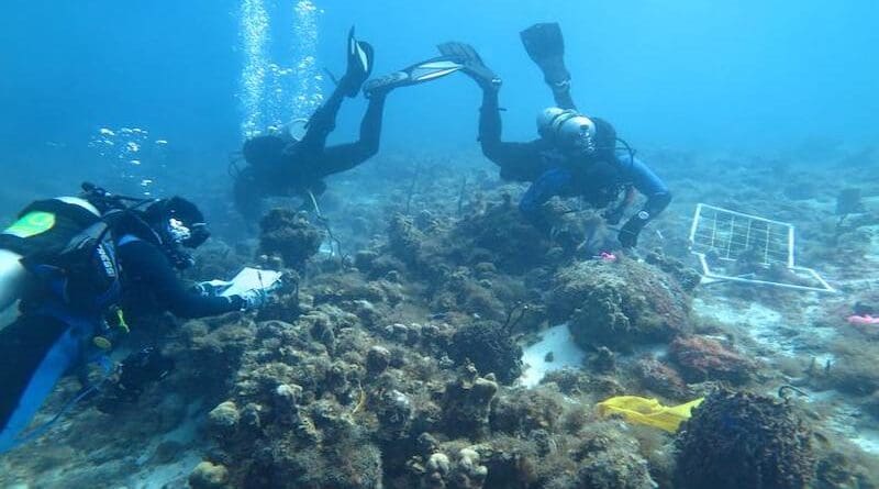 For the study, scuba divers collected small samples of the thin purple morphotype sponges 14 and 22 months after the two Category 5 hurricanes in St. Thomas. CREDIT: Karli Hollister