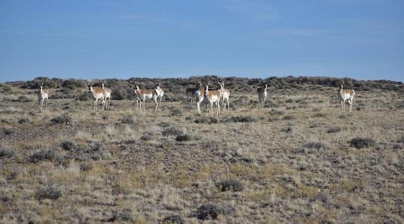 Pronghorns congregate in the Adobe Town area of Wyoming’s Red Desert. A new analysis involving a UW researcher shows that many pronghorn herds in the state are experiencing long-term declines in fawn production, primarily a result of oil and gas development and encroachment of trees. CREDIT: Jacob Hennig