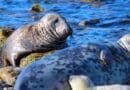 The grey seal in the Baltic Sea was highly endangered, at the end of the 1970s there were only 5,000 animals left out of the original 90,000. Since then, the seal population has recovered and today amounts to a total of about 55,000 animals. But now it may again be threatened if licensed hunting is not coordinated between the countries. CREDIT: Daire Carroll